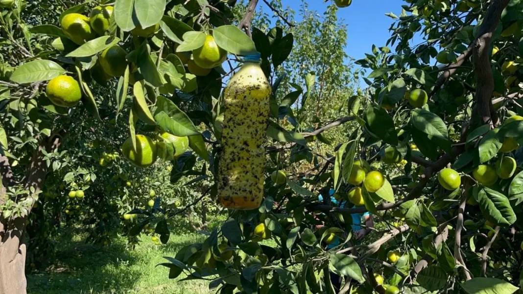 Hataylı Lise Öğrencilerinin Zararlı Tuzağına Çiftçilerden Tam Not! 1